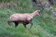 88 Il verso di un camoscio attira la mia attenzione e via con lo zoom